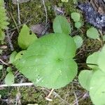 Viola pubescens Leaf