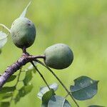 Sclerocarya birrea Плод