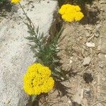 Achillea filipendulinaFlors