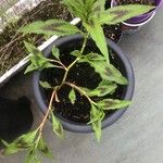 Persicaria lapathifolia Likasa