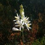 Anthericum liliago Fleur