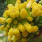 Psychotria macrochlamys Flower