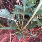 Gaillardia pinnatifida Leaf