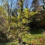 Styrax japonicus Агульны выгляд