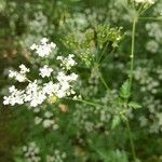 Chaerophyllum temulumLeaf