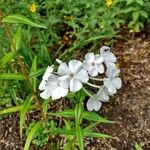 Phlox carolina Flower