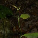 Smilax glauca Агульны выгляд