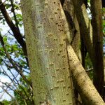 Broussonetia papyrifera 樹皮