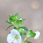 Veronica serpyllifolia Blomst