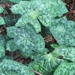 Podophyllum cv. 'Kaleidoscope' Folha