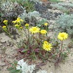 Senecio californicus Характер