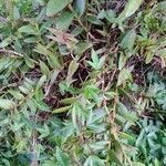 Epidendrum secundum Folla