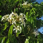 Saba senegalensis Blüte