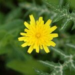 Crepis commutata Kvet