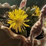 Aloinopsis orpenii Floare