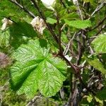 Rubus deliciosus Foglia