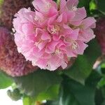 Dombeya wallichii Fleur