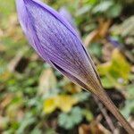 Crocus speciosus Blüte