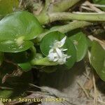 Heteranthera reniformis Mosusu
