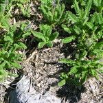 Polemonium elegans Habitus