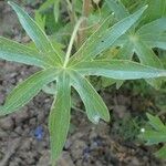 Staphisagria macrosperma ᱥᱟᱠᱟᱢ