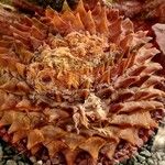 Ariocarpus retusus Yaprak