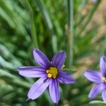 Sisyrinchium angustifoliumFlower