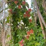 Tropaeolum pentaphyllum Flor