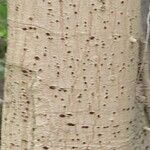 Ficus lutea Casca