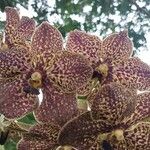 Vanda coerulescens Cvet