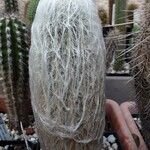 Espostoa lanata ശീലം