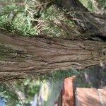 Juniperus phoenicea Ŝelo