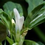 Trigonella foenum-graecum Blomma