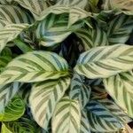 Calathea concinna Leaf