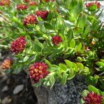 Rhodiola integrifolia Habitus