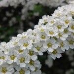 Spiraea × vanhouttei Õis