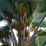 Pritchardia pacifica Fruit