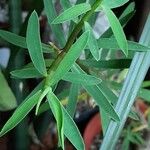 Euphorbia balsamifera Leaf