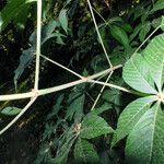 Aesculus glabra 樹皮
