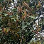 Clethra mexicana പുഷ്പം