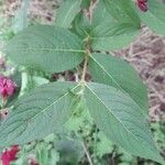 Weigela florida Feuille