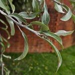 Pyrus salicifolia Leaf