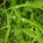 Aspilia bussei Flower