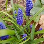 Muscari armeniacumBlodyn