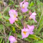 Eulophia cucullata Flor