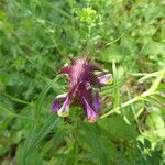 Melampyrum cristatum ശീലം