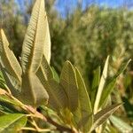 Ozoroa paniculosa Blatt