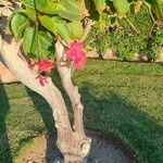 Jatropha integerrima Bark