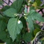 Solanum chenopodioides Feuille