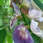 Clitoria fairchildiana Flower